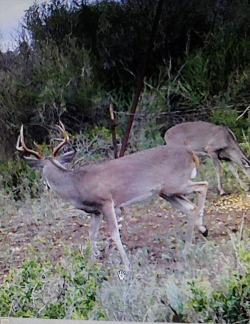 B-hunting Deer