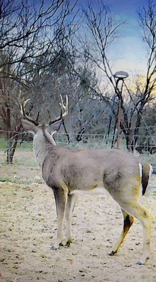 texas-whitetails-deer-hunting-10-2019-b-hunting